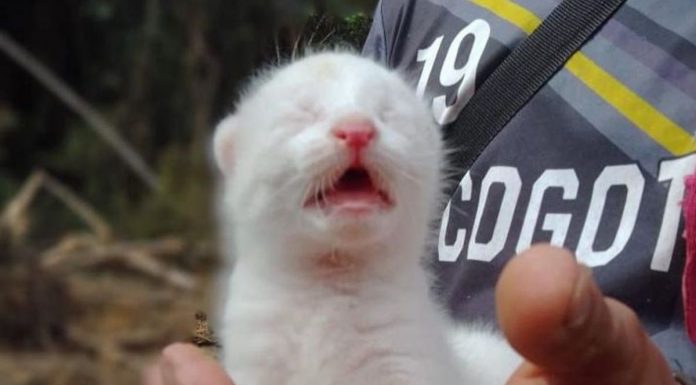 Conoce la historia de la primera felina albina en Colombia Felina albina