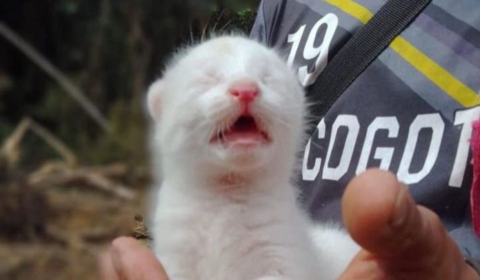 Felina albina