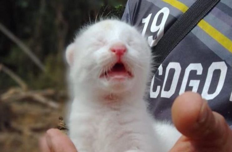 Conoce la historia de la primera felina albina en Colombia Felina albina