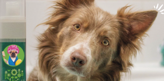 ¡Información para nuestras mascotas! Es hora de un bañito espumoso