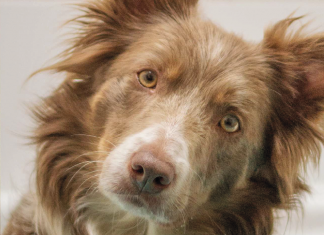 ¡Información para nuestras mascotas! Es hora de un bañito espumoso