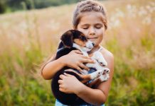 Así puedes tranquilizar a tu mascota por los fuegos artificiales Proteger fuegos artificiales mascotas