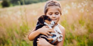 Así puedes tranquilizar a tu mascota por los fuegos artificiales Proteger fuegos artificiales mascotas