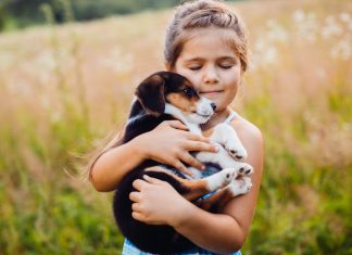 Así puedes tranquilizar a tu mascota por los fuegos artificiales Proteger fuegos artificiales mascotas