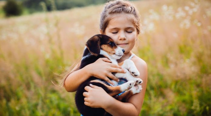 Así puedes tranquilizar a tu mascota por los fuegos artificiales Proteger fuegos artificiales mascotas