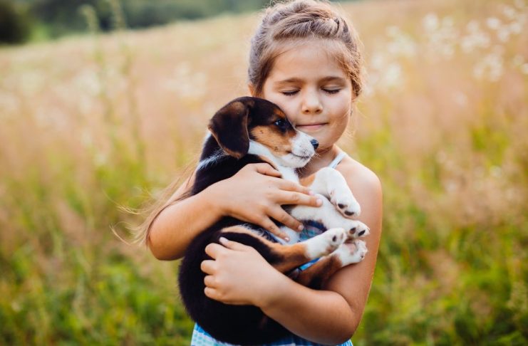 Así puedes tranquilizar a tu mascota por los fuegos artificiales Proteger fuegos artificiales mascotas
